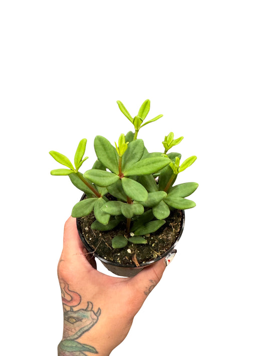 Peperomia | Mojo 4"