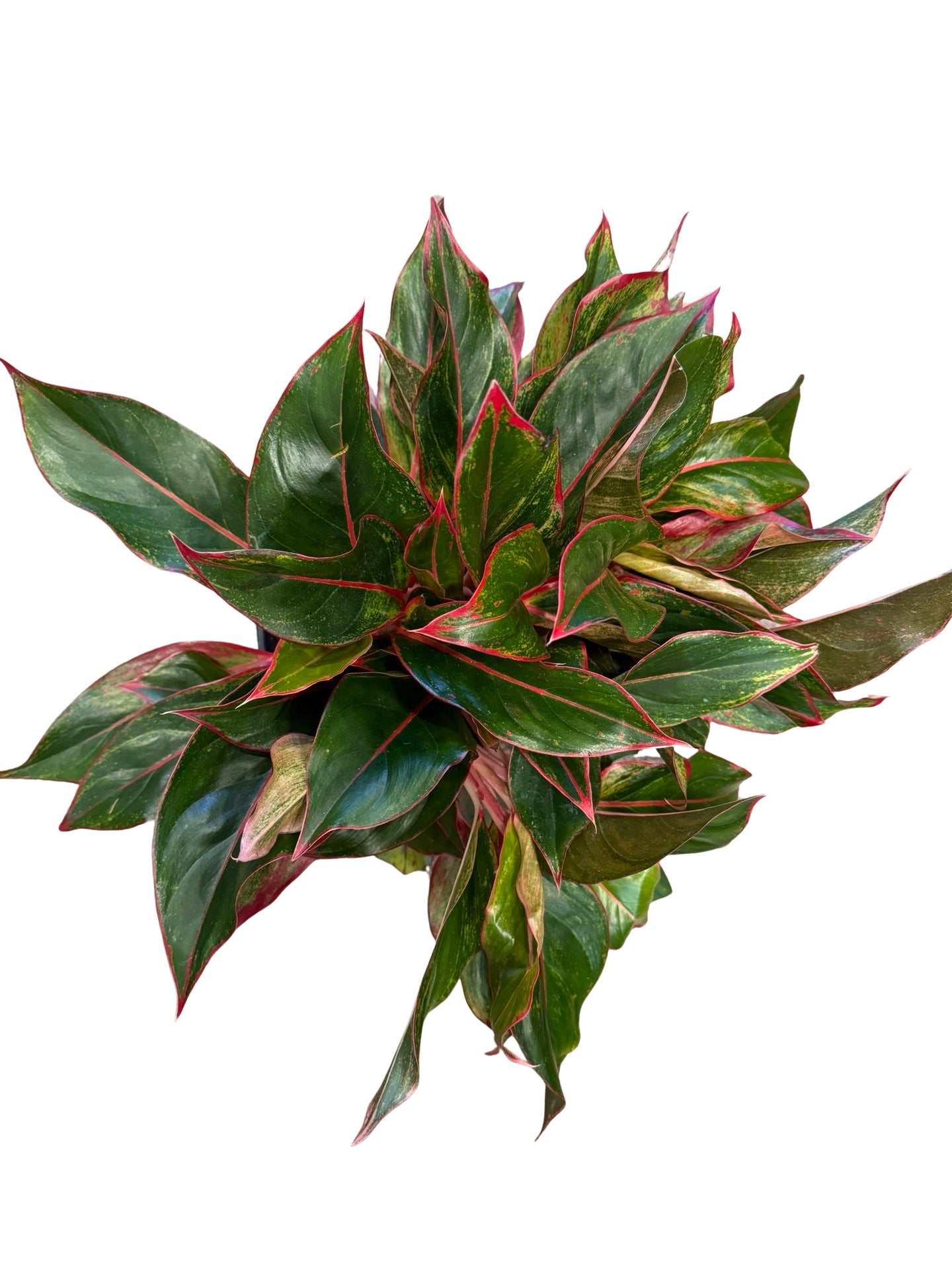 Aglaonema | Siam Aurora