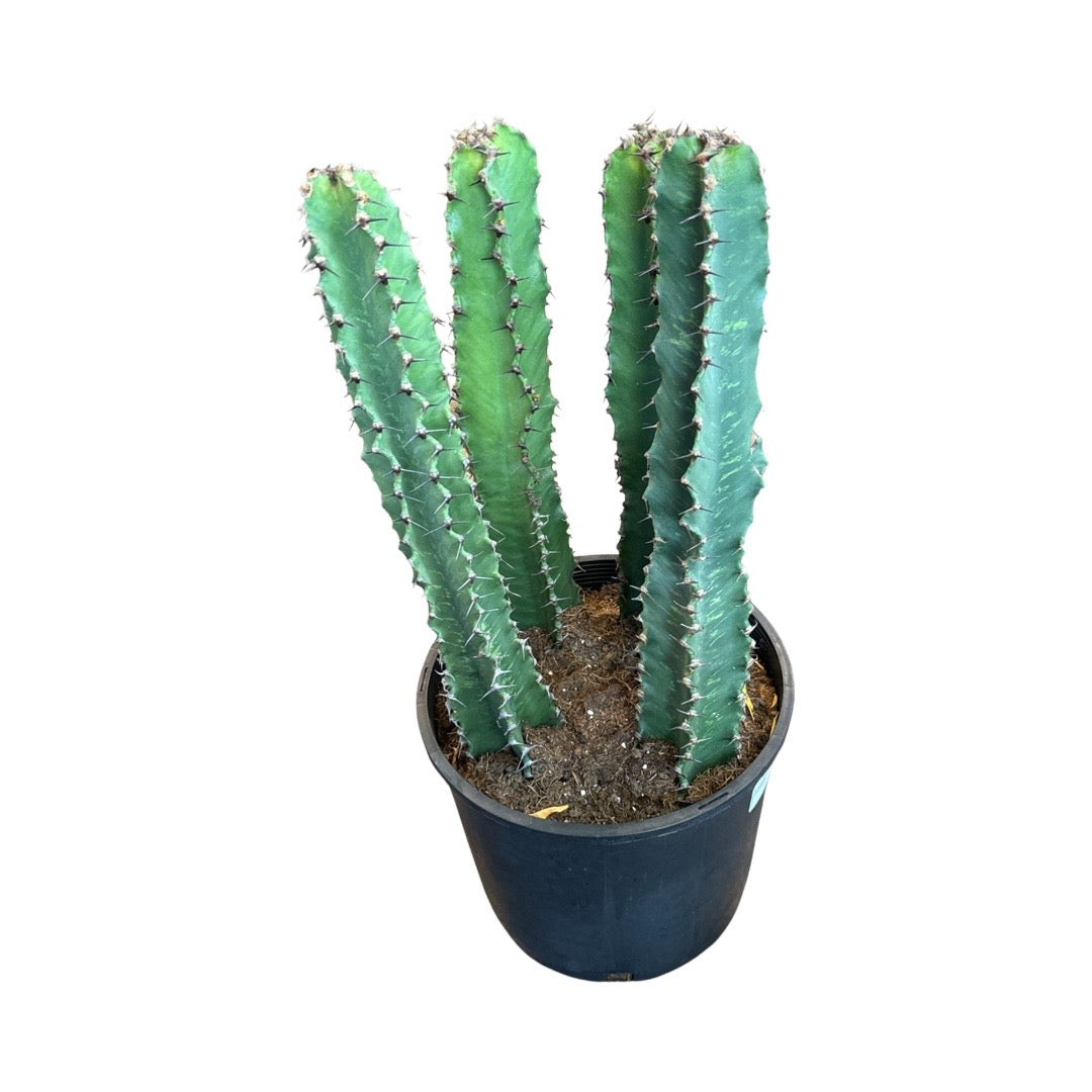 Cactus | Euphorbia Ingens