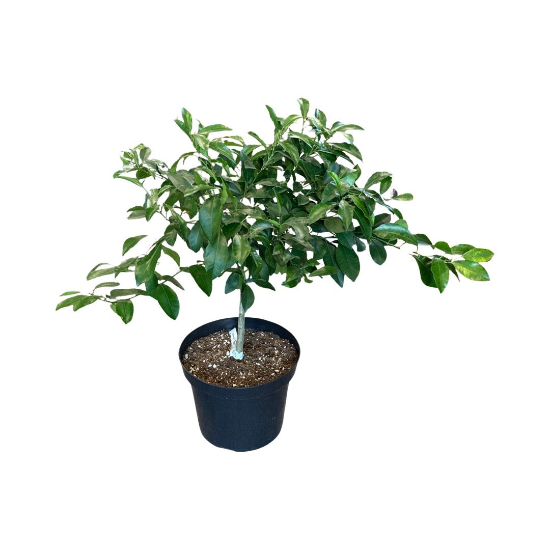 Citrus Tree  Calamondin 10"