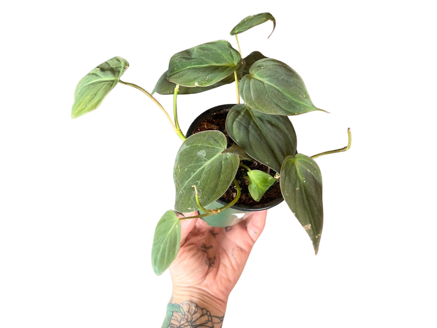 Philodendron | Micans