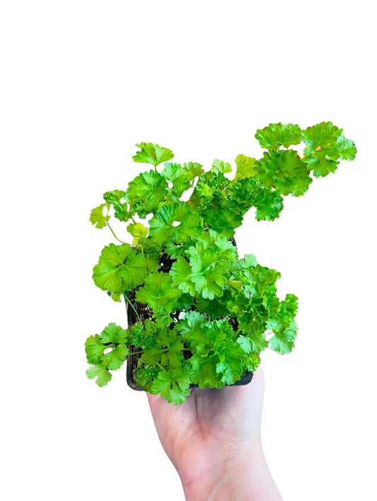 Parsley | Garden Seedling