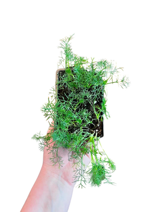 Dill | Garden Seedling