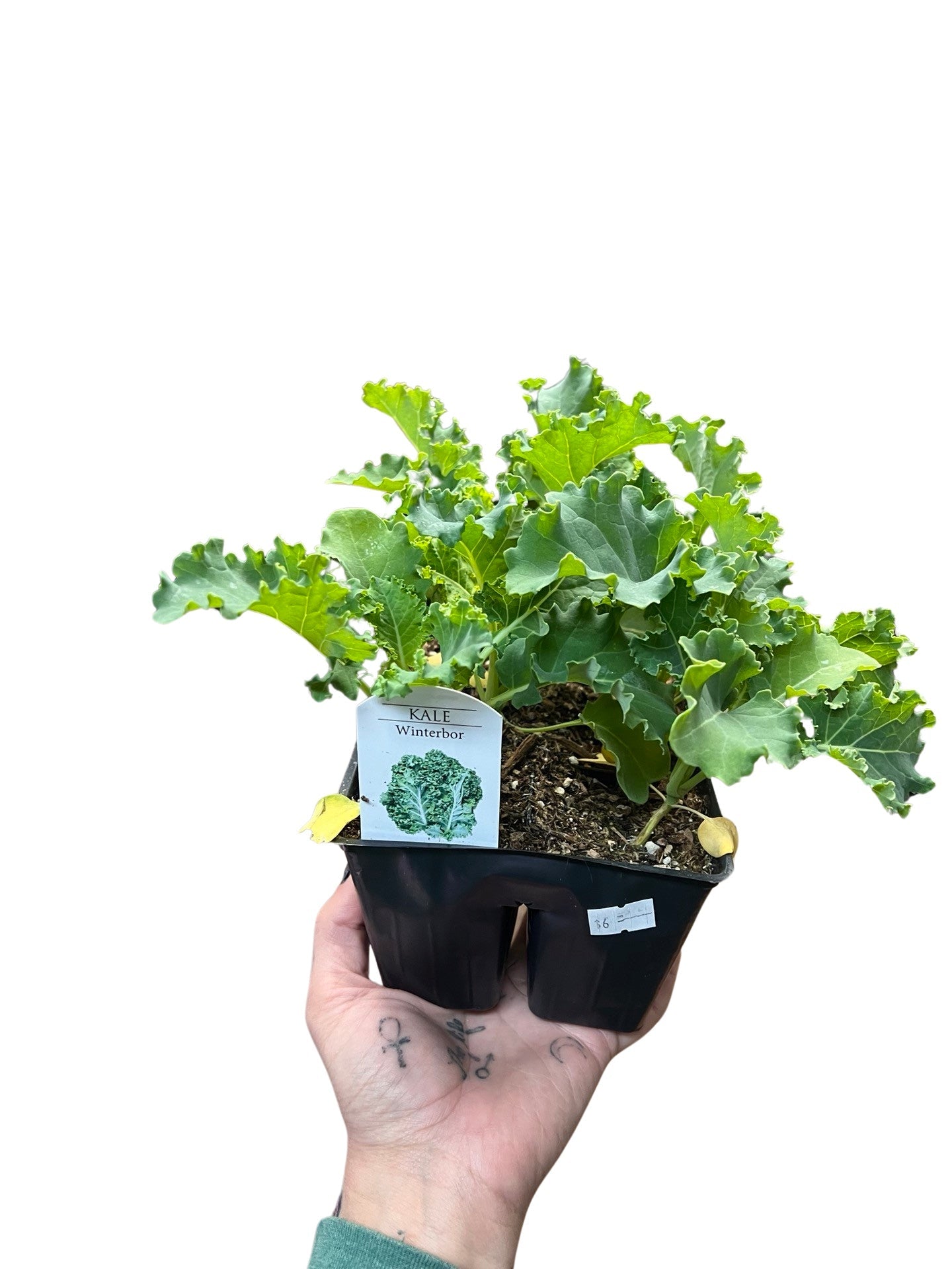 Kale | Garden Seedling