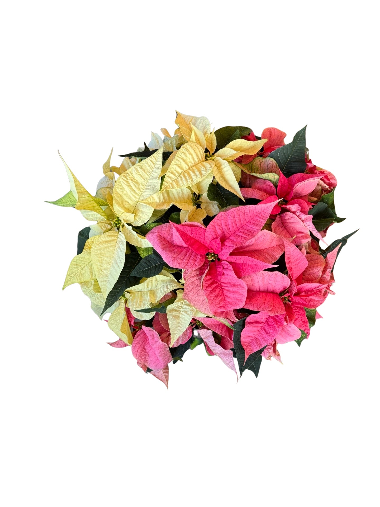 Pointsettia Tricolour  8"