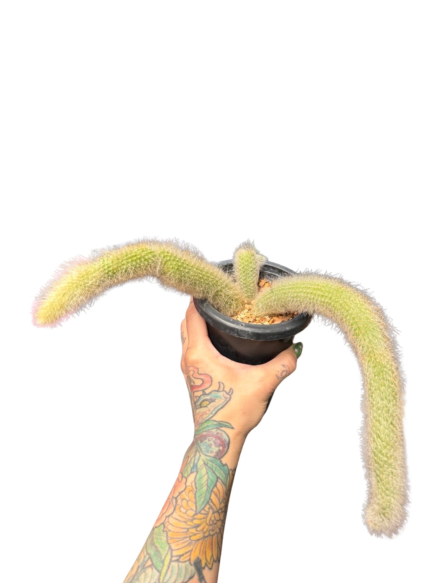 Cactus |  Monkey Tail