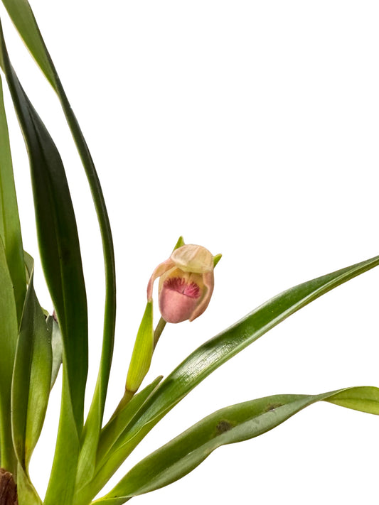 MOrchids | 3” Phragmipedium Paz en Columbia