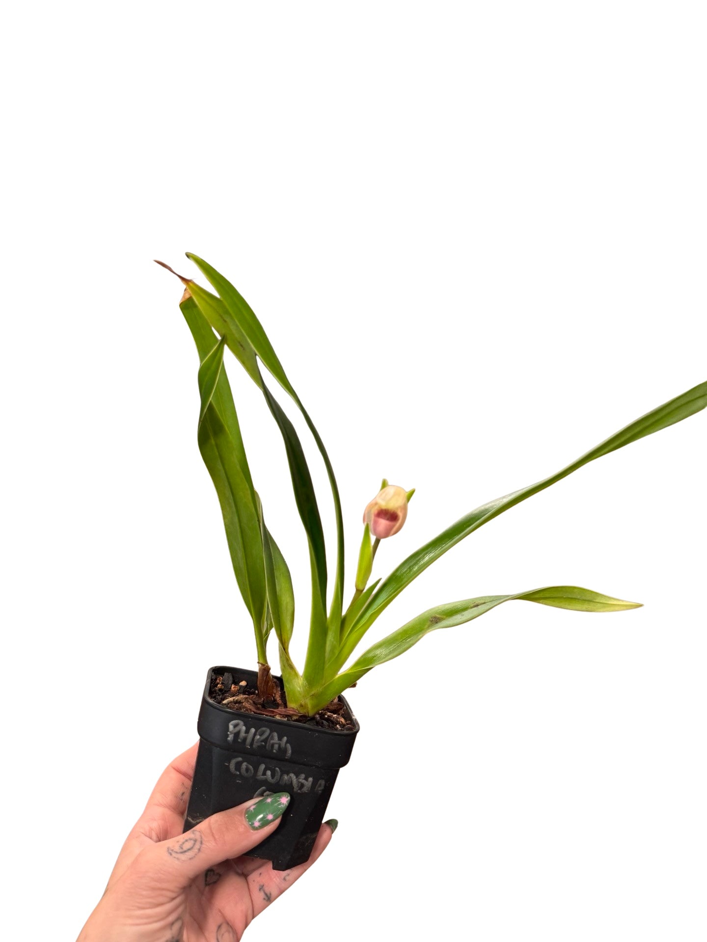 MOrchids | 3” Phragmipedium Paz en Columbia