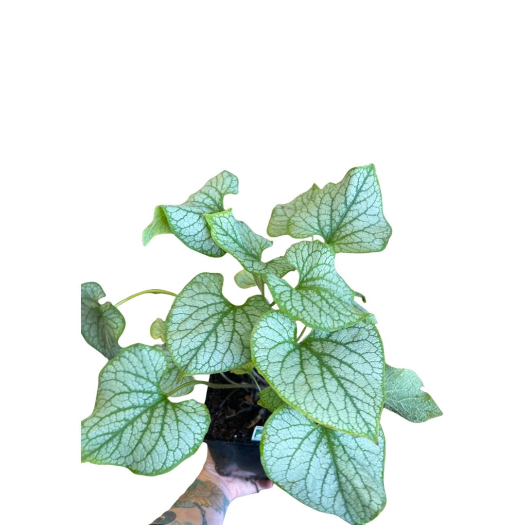 Brunnera Jack Frost  | Bedding Plants