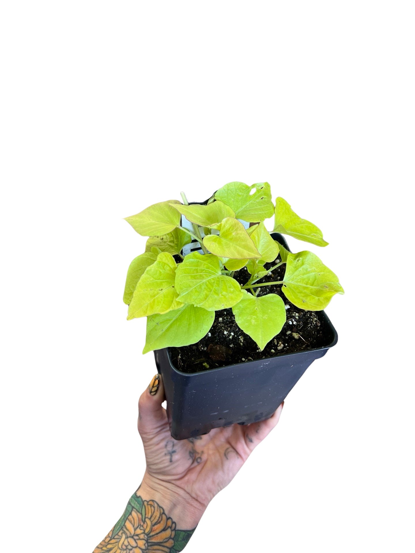 Sweet Potato Vine 4"