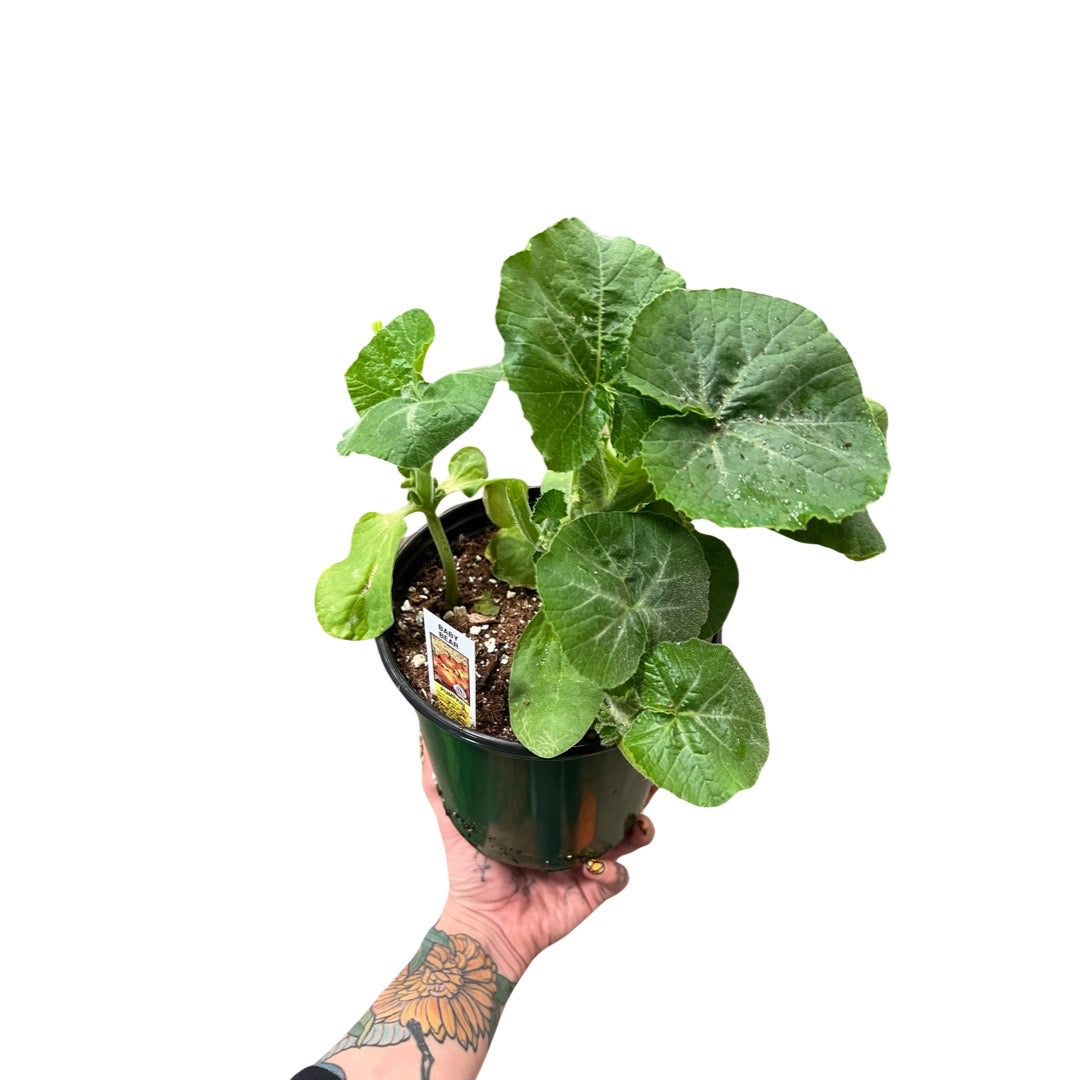 Pumpkin 1 Gal | Garden Seedling