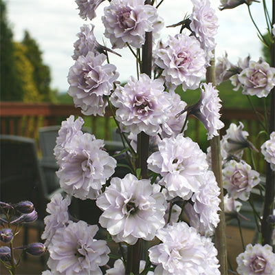 Delphinium Highlander Cha Cha  | Bedding Plants