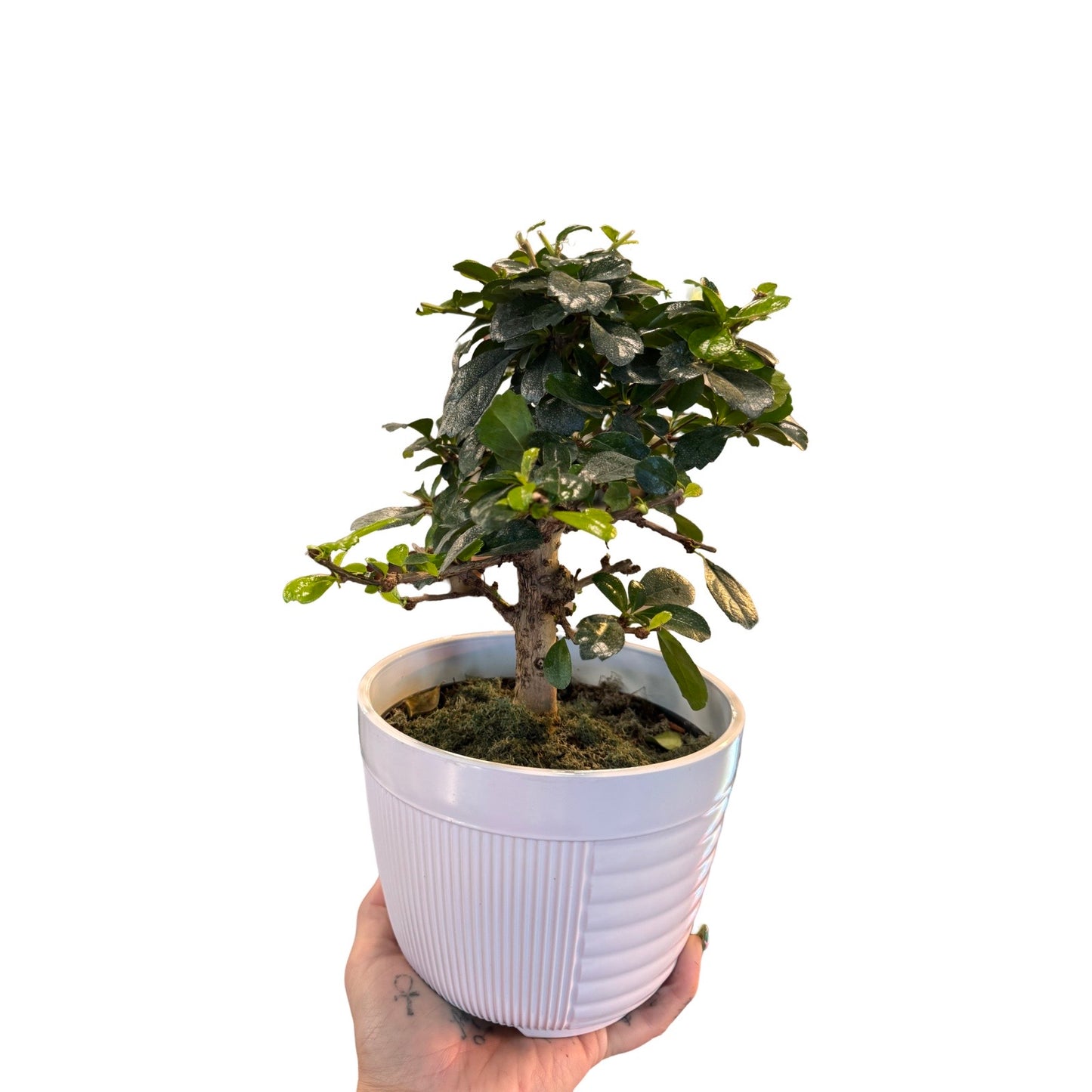 Bonsai | Fukien Tea Tree