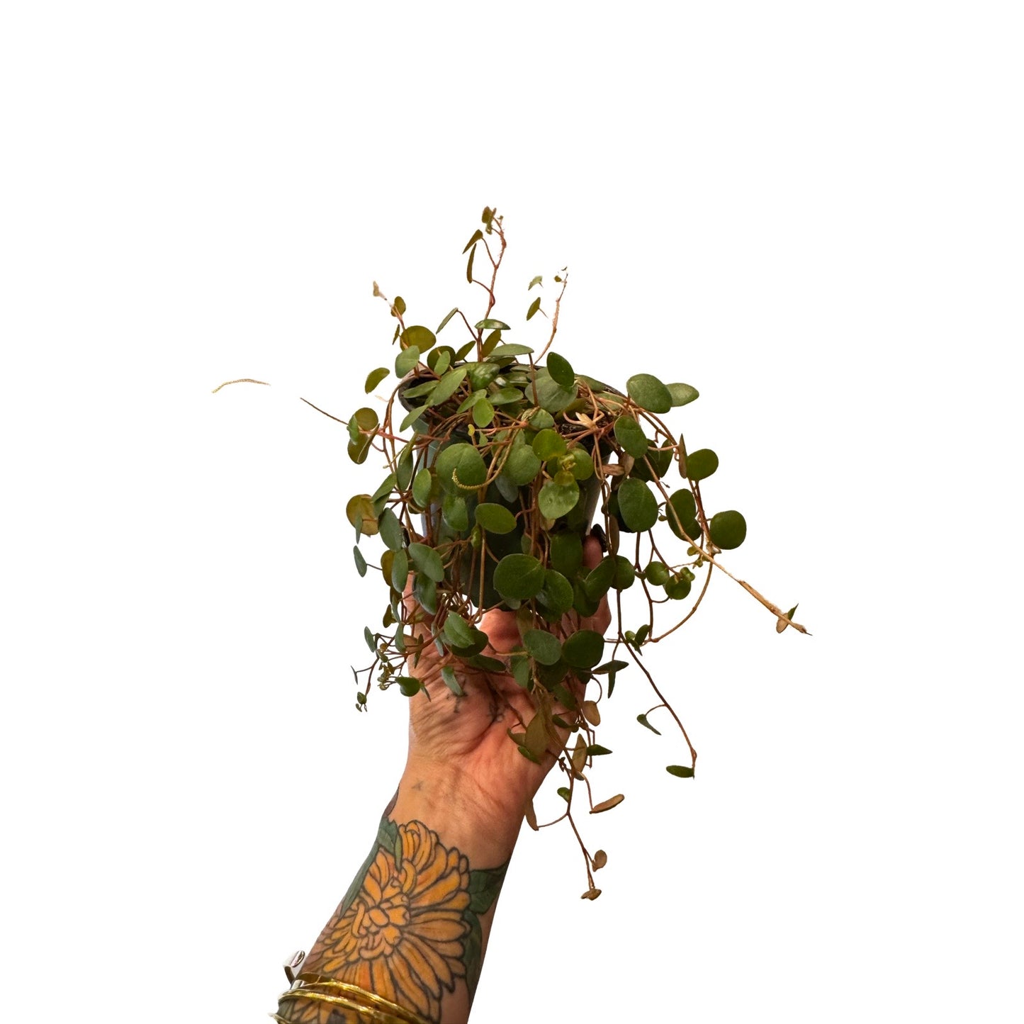 Peperomia | Pepperspot