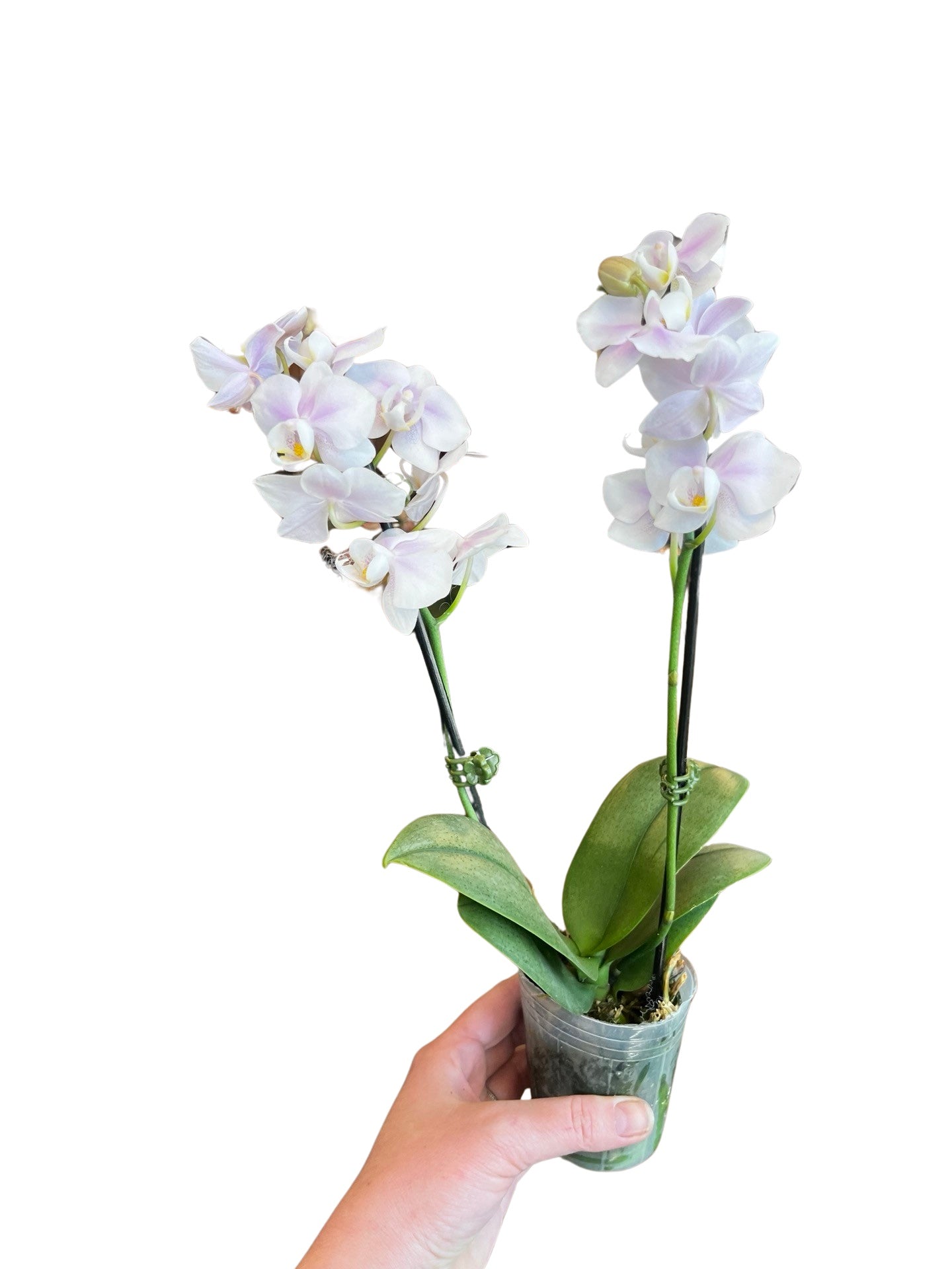 Orchids | 3” Phalenopsis Apollon