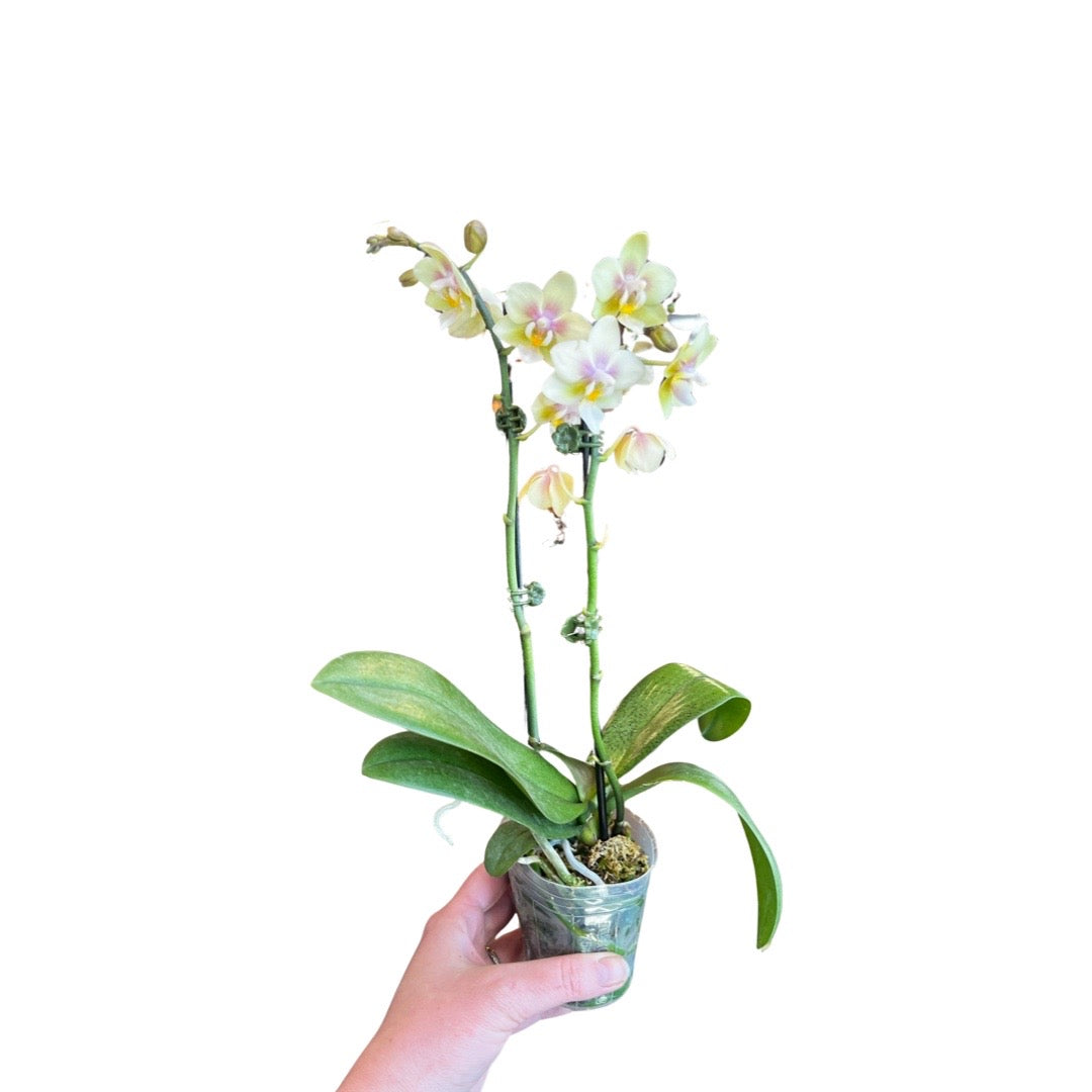 Orchids | 3” Phalenopsis Pinlong Cheris