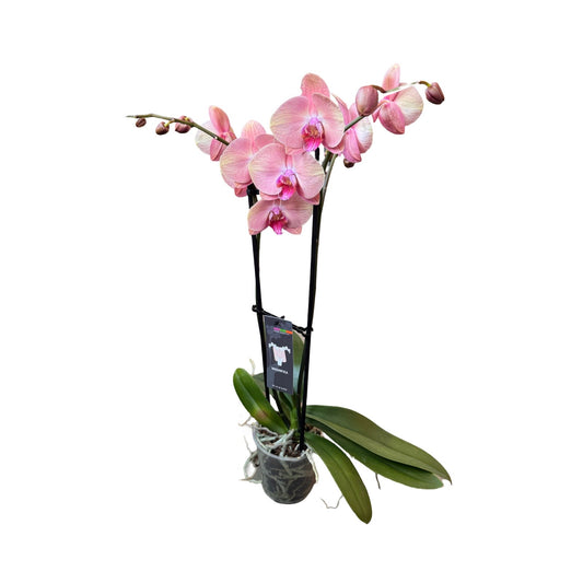 Orchids | 5 “ Double Stem  Phalaenopsis