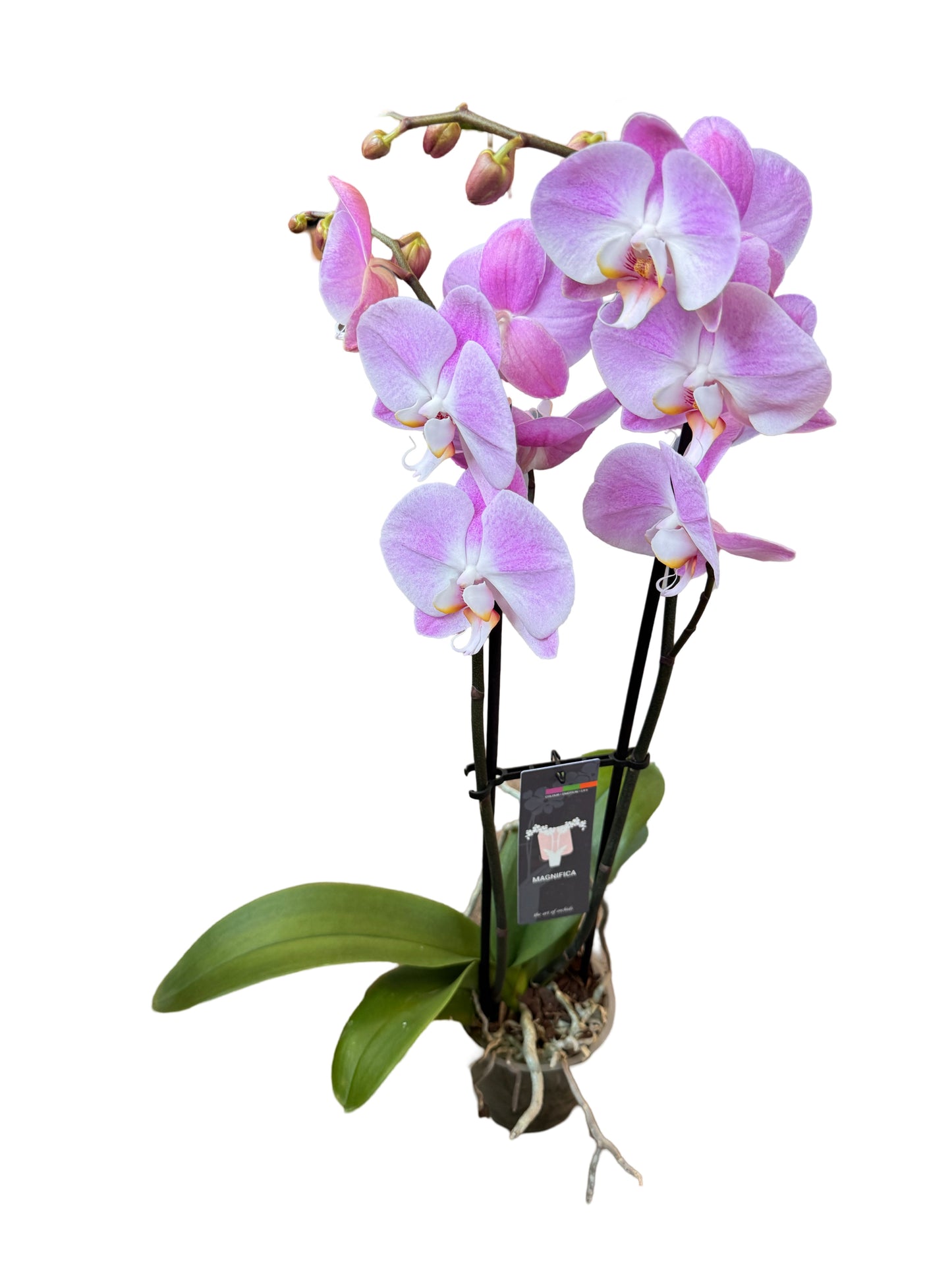 Orchids | 5 “ Double Stem  Phalaenopsis