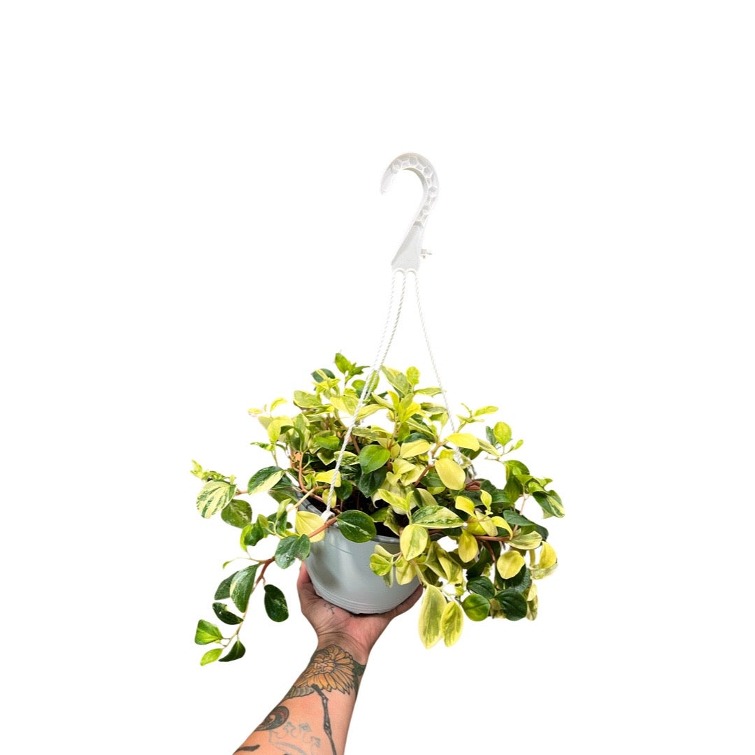 Peperomia | European Trailing 8”Hb