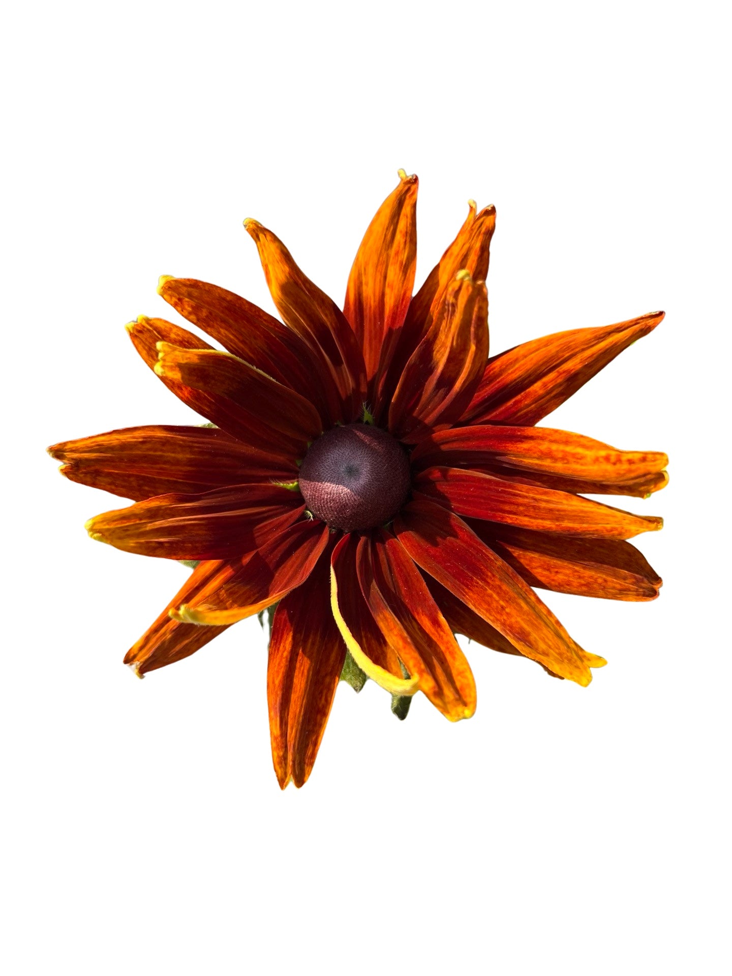 Rudbeckia | Garden Seedling 6"