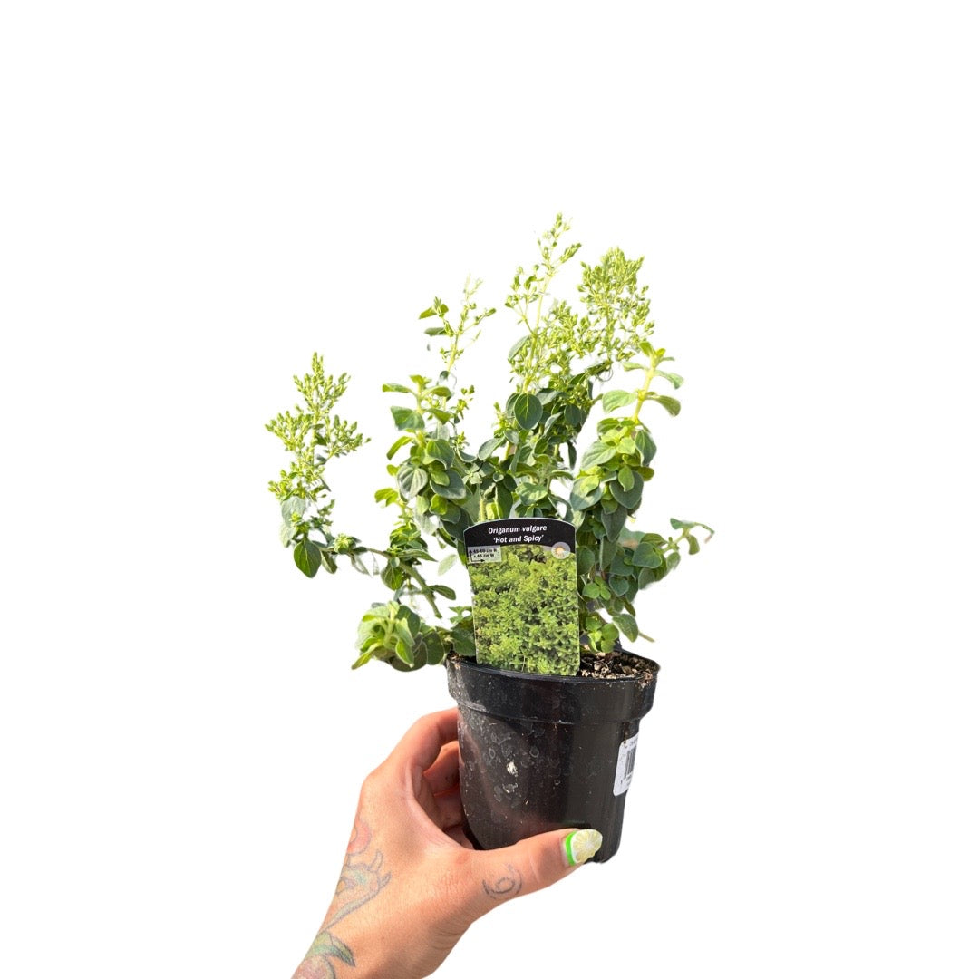 Oregano 3.5" | Garden Seedling