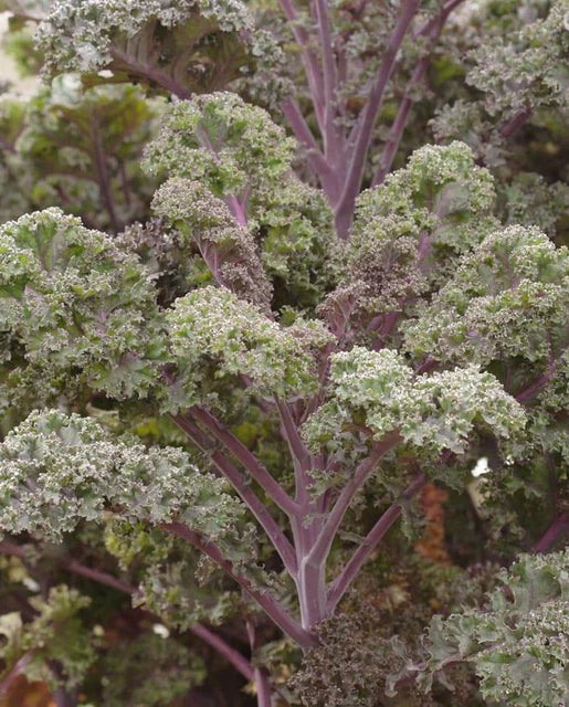 Seeds | Kale Redbor F1 Certified Organic