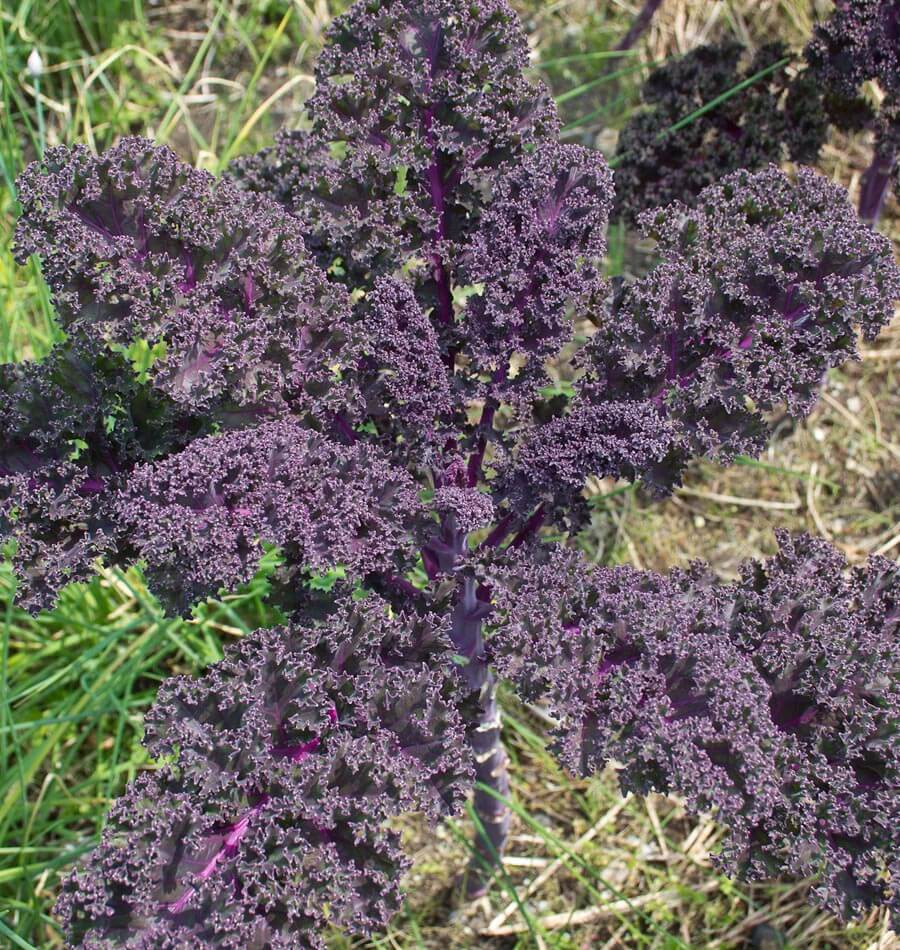 Seeds | Kale Redbor F1 Certified Organic