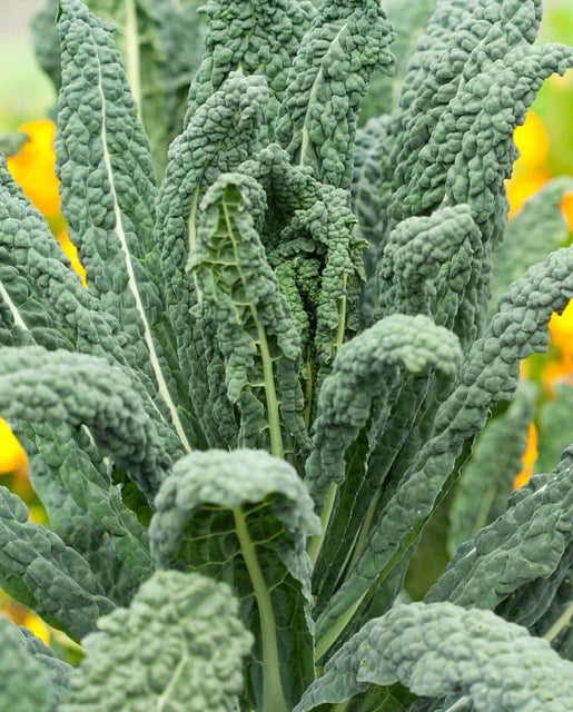 Seeds | Kale Lacinato Certified Organic