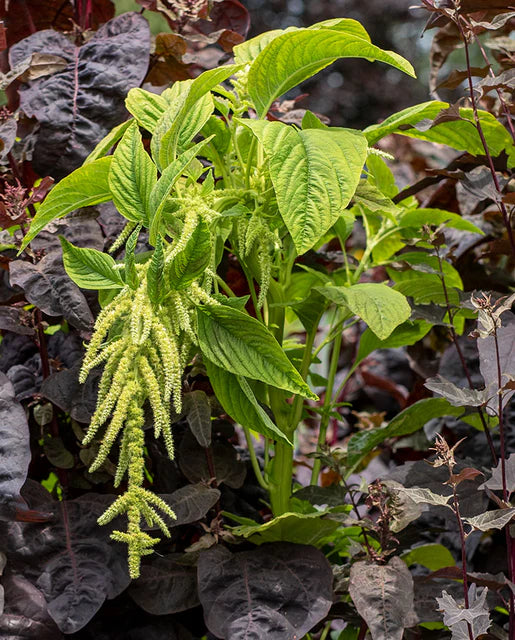 Seeds | Amaranth Callaloo