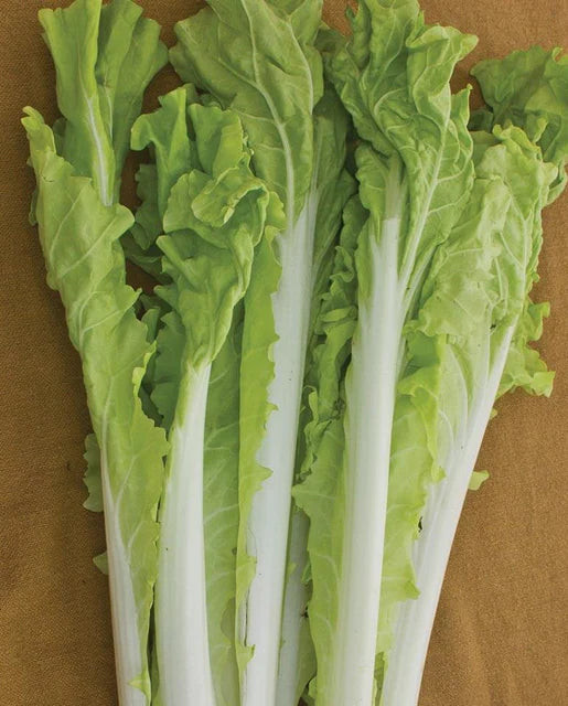 Seeds | Mustard Taiwan Pac Choi