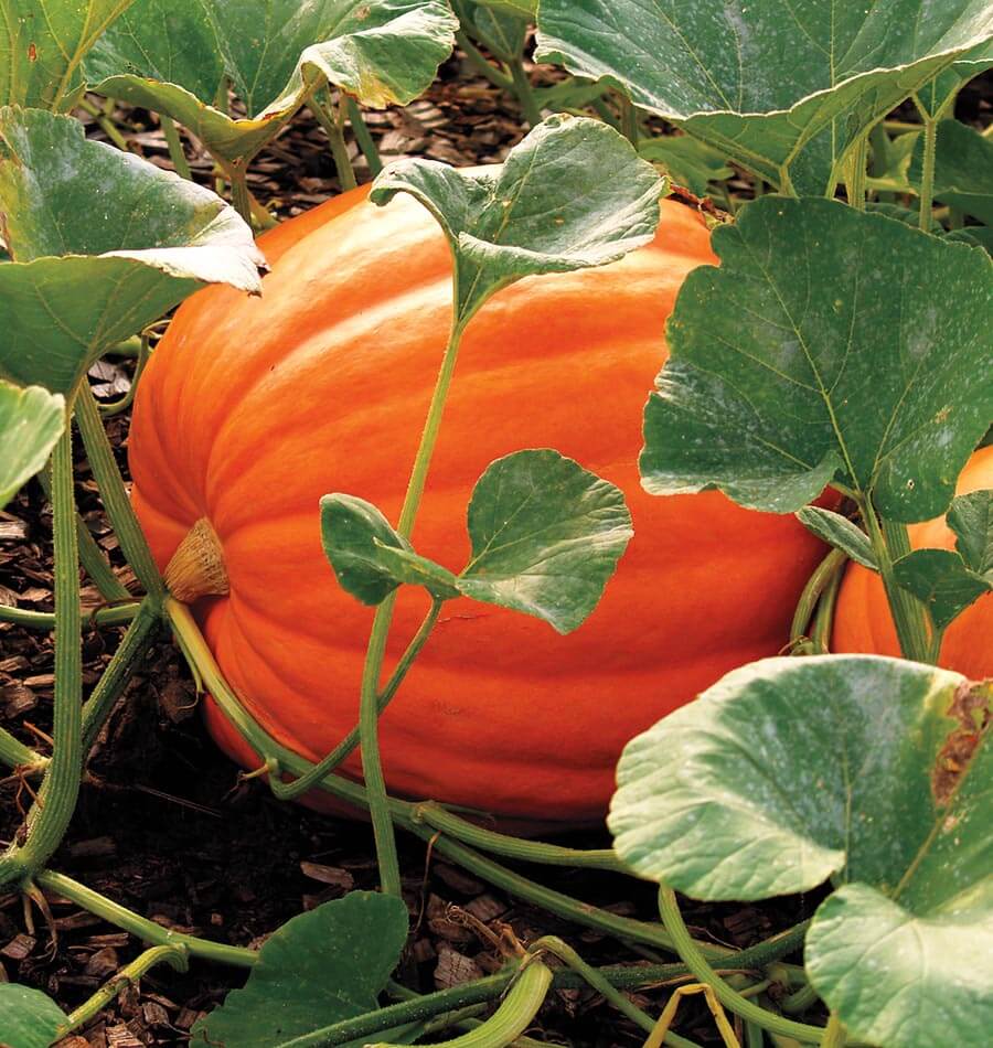 Seeds | Pumpkin Big Max