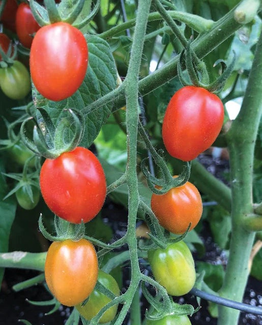 Seeds | Tomatoes Principe Borghese Roma