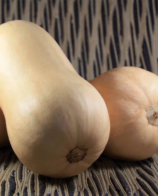 Seeds | Squash Tiana F1 Certified Organic Butternut