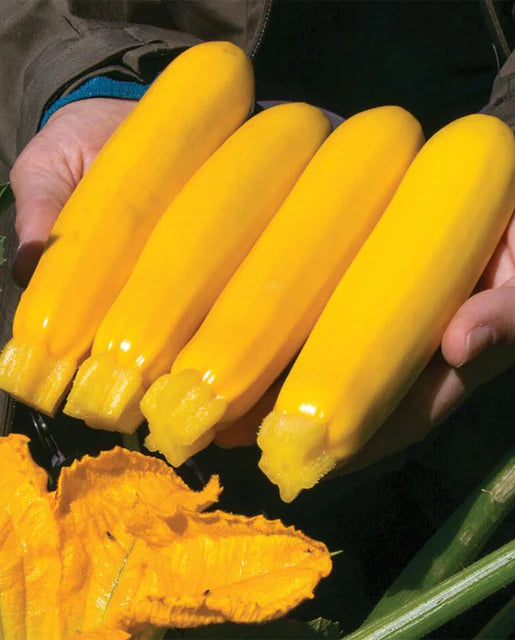 Seeds | Squash Yellow Fin F1 Organic