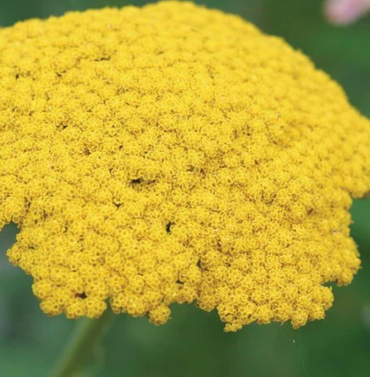 Seeds | Yarrow