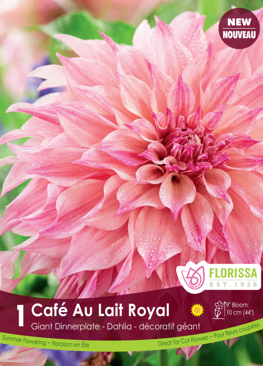 Dahlia Tubers | Cafe Au Lait Royal Dinnerplate