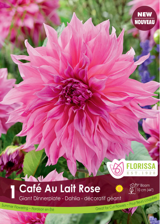 Dahlia Tubers | Cafe Au Lait Rose Dinnerplate