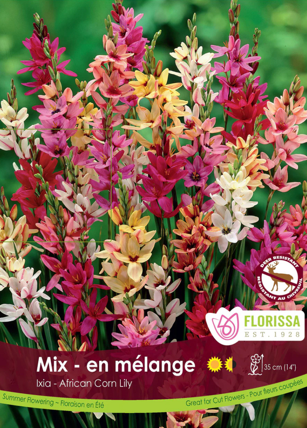 Lily Bulbs | Ixia Hybrids Mix – The Botanist Calgary