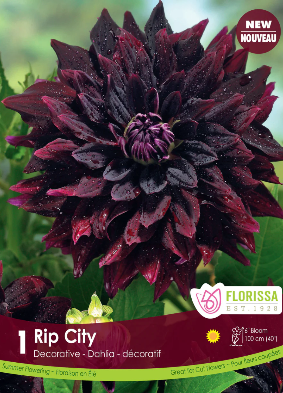 Dahlia Tubers | Rip City Decorative