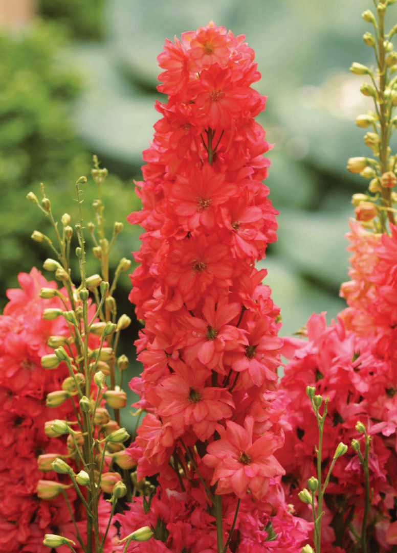 Delphinium Paramo Red Lark | Bedding Plants