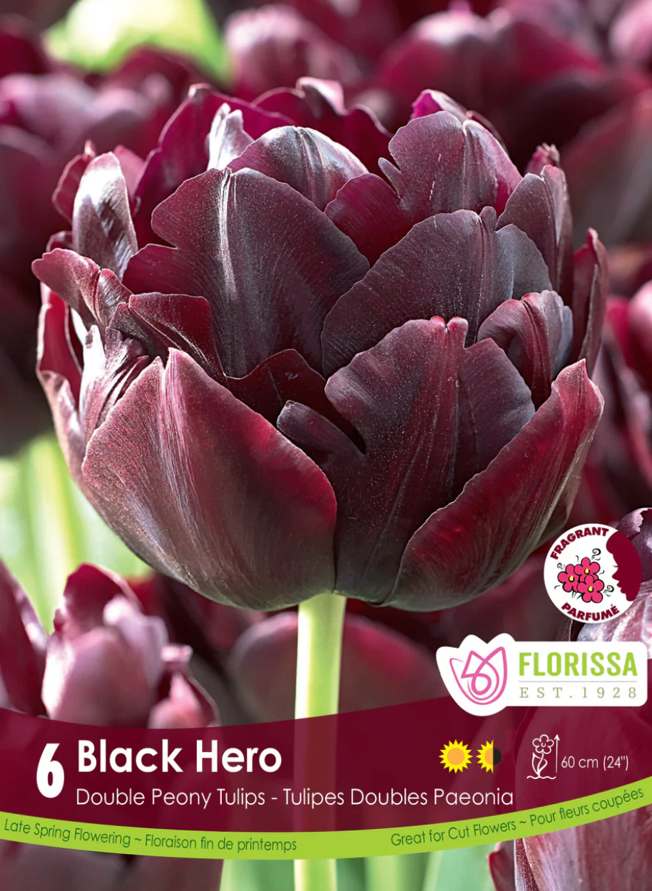 Tulips | Black Hero 6pk