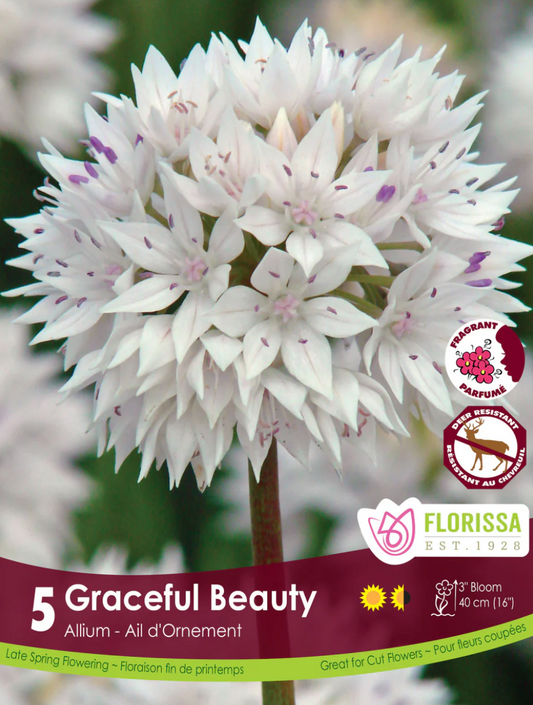 Allium | Graceful Beauty