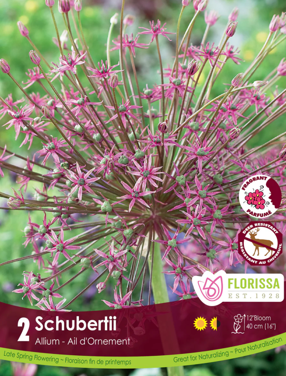 Allium | Schubertii