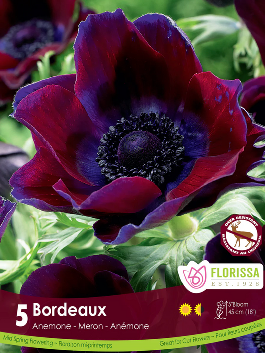 Anemone | Bordeaux  5pk