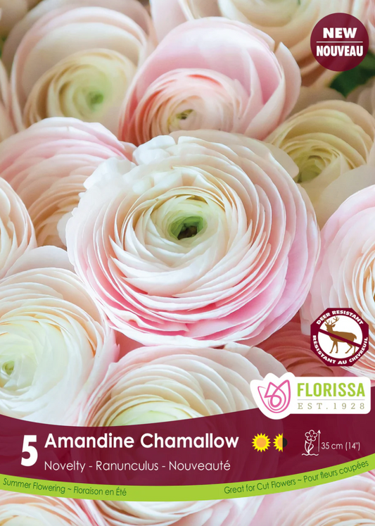 Ranunculus | Chamallow