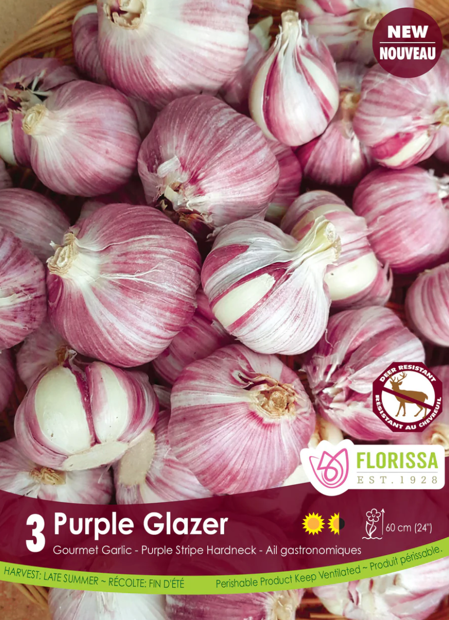 Garlic | Purple Glazer **NEW** 3pk