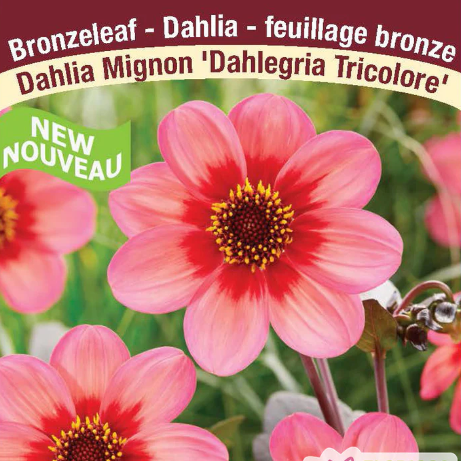 Dahlia Tubers | Dahlegria Tricolore Mignon