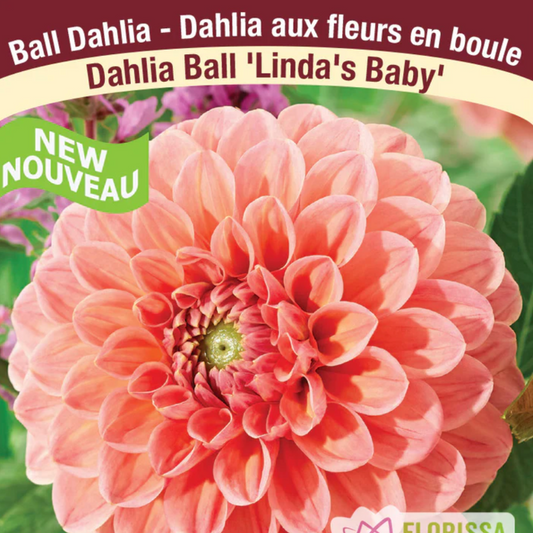 Dahlia Tubers | Linda's Baby