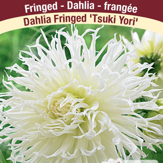 Dahlia Tubers | Tsuki-Yori Fringed