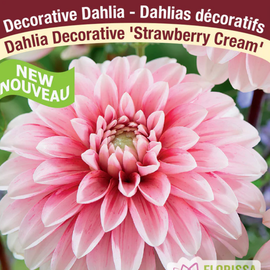 Dahlia Tubers | Strawberry Cream Decorative